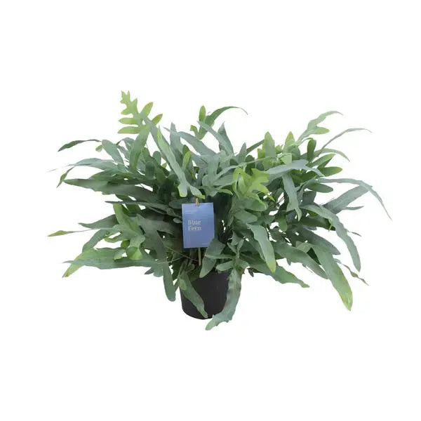 Phlebodium Aureum Blue Star - Ø17cm - ↕50cm  BotanicBridge