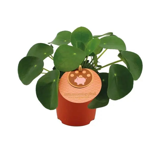 Pilea Peperomioides - Ø11cm - ↕15cm  BotanicBridge