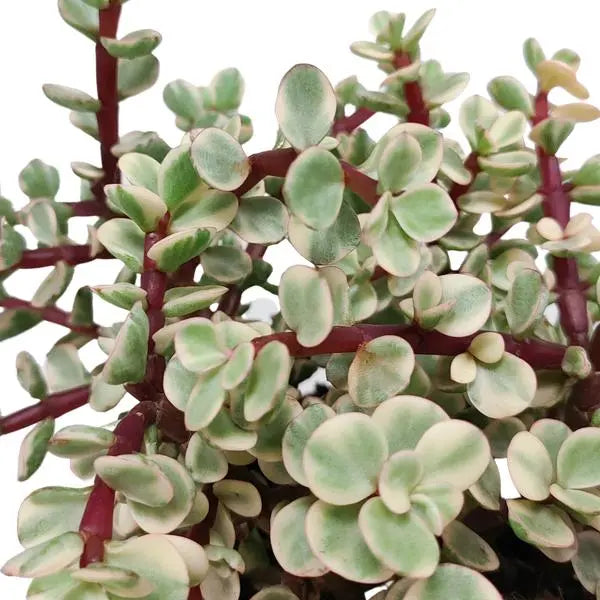 Portulacaria afra Variegata 10,5cm - in witte pot  BotanicBridge