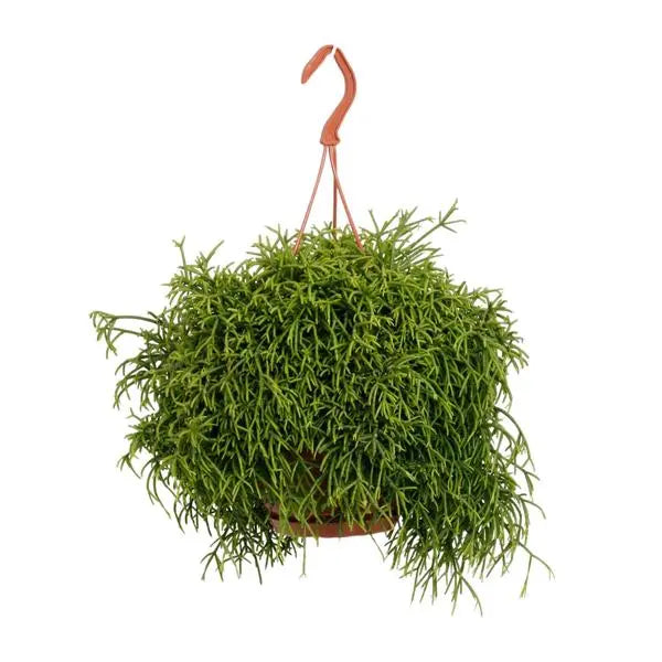 Rhipsalis Baccifera Oasis - Ø17cm - ↕45cm  BotanicBridge