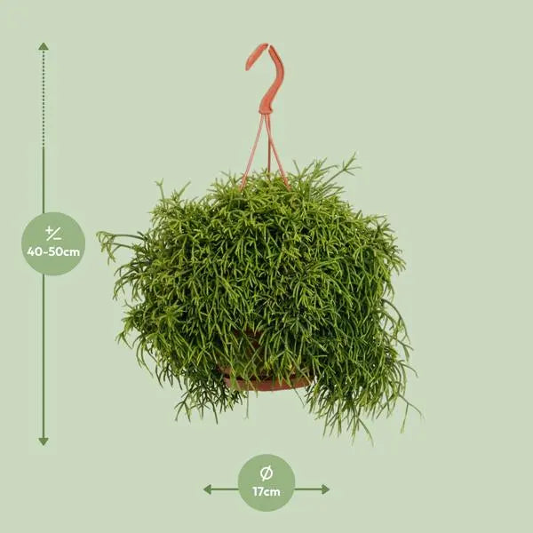 Rhipsalis Baccifera Oasis - Ø17cm - ↕45cm  BotanicBridge