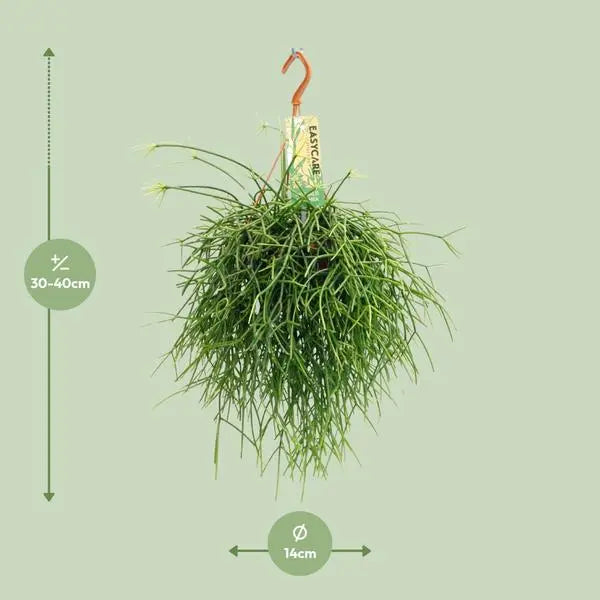 Rhipsalis Pulchra - Ø14 ↕35  BotanicBridge