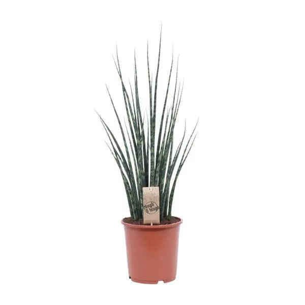 Sansevieria Fernwood Mikado - Ø19cm - ↕80cm  BotanicBridge