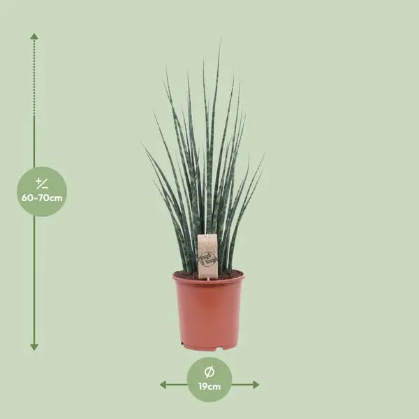 Sansevieria Fernwood Mikado - Ø19cm - ↕80cm  BotanicBridge