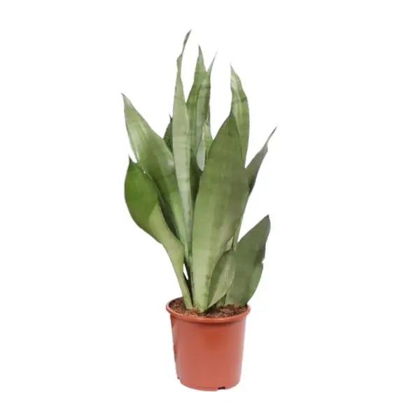 Sansevieria Moonshine - Ø17cm - ↕60cm  BotanicBridge