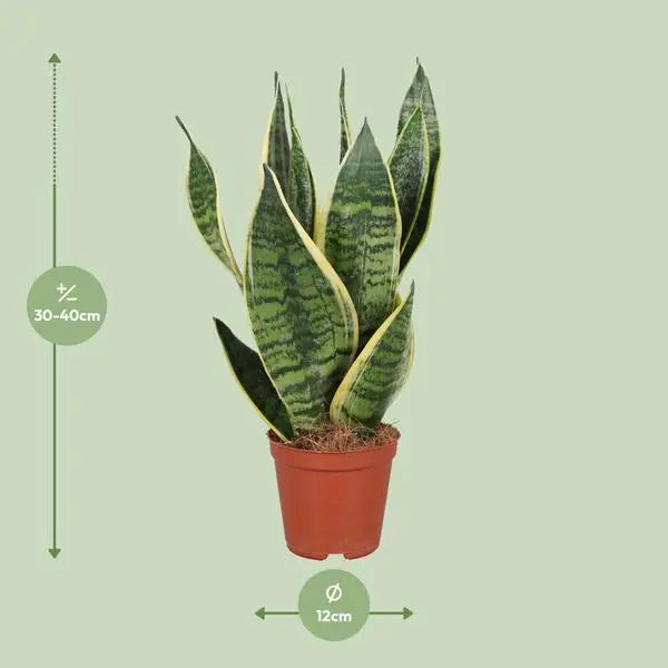 Sansevieria Trifasciata Futura Superba - Ø12cm - ↕40cm  BotanicBridge