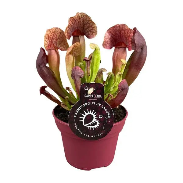 Sarracenia Catesbaei - Ø12cm - ↕23cm  BotanicBridge