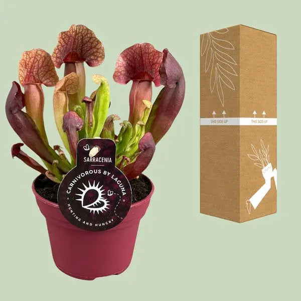 Sarracenia Catesbaei - Ø12cm - ↕23cm  BotanicBridge