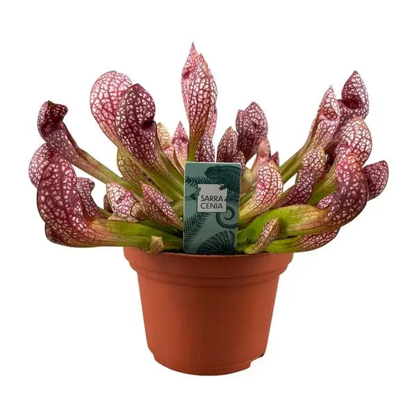 Sarracenia Scarlet Belle - Ø12cm - ↕40cm  BotanicBridge