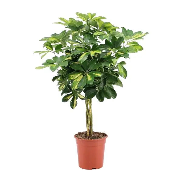 Schefflera Arboricola Gold Capella - Ø19cm - ↕75cm  BotanicBridge