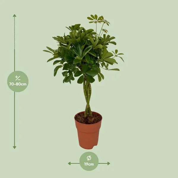 Schefflera Compacta - Ø19cm - ↕80cm  BotanicBridge