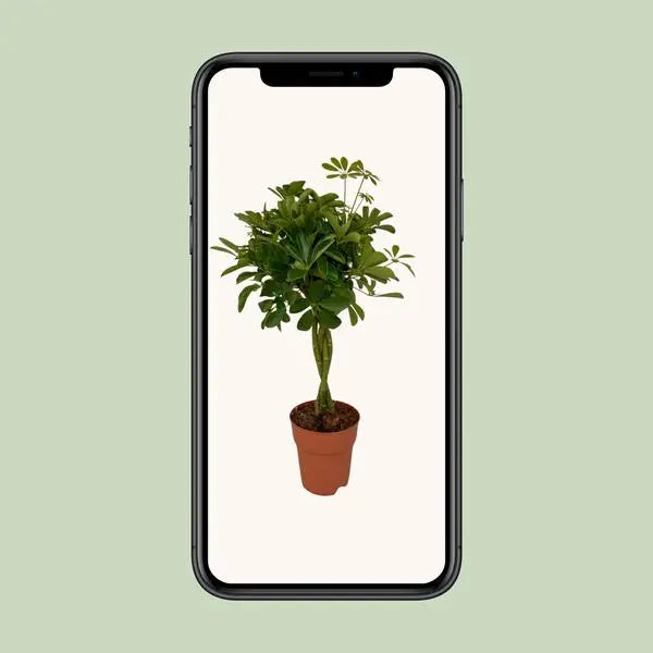 Schefflera Compacta - Ø19cm - ↕80cm  BotanicBridge