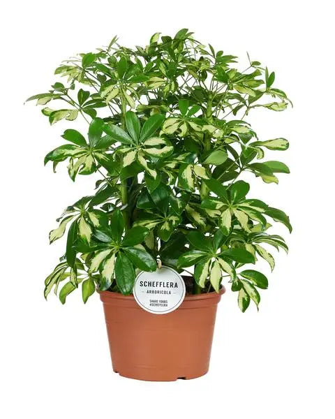 Schefflera Gerda - Ø21cm - ↕55cm  BotanicBridge