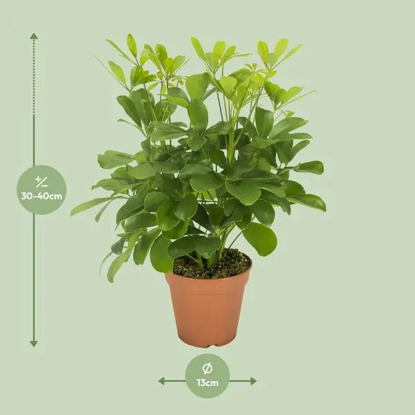 Schefflera Nora - Ø13cm - ↕35cm  BotanicBridge