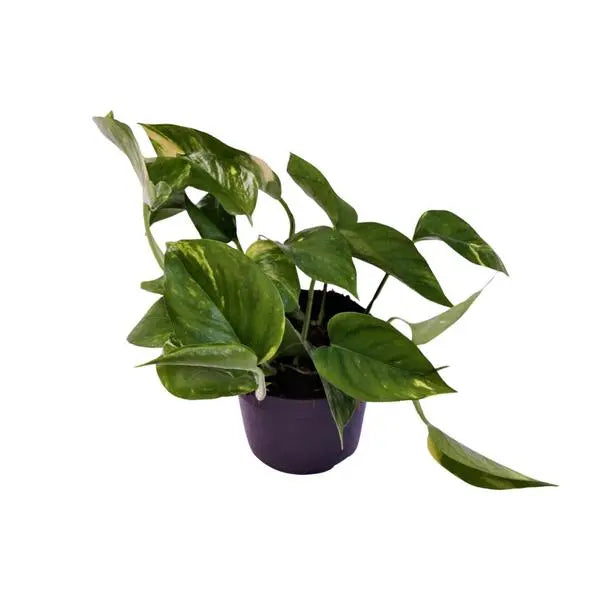 Scindapsus (Epipremnum) Aureum - Ø12cm - ↕25cm  BotanicBridge