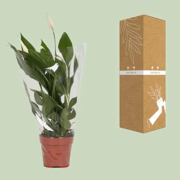 Spathiphyllum Alana - Ø12cm - ↕45cm  BotanicBridge