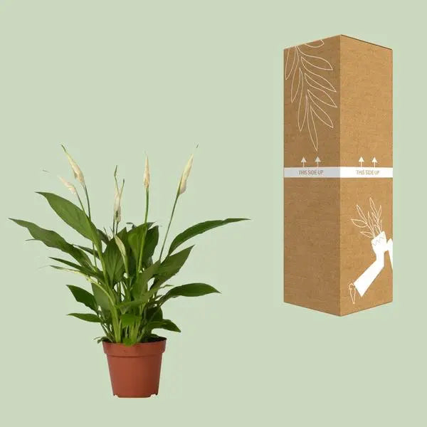 Spathiphyllum Bingo Cupido - Ø12cm - ↕45cm  BotanicBridge