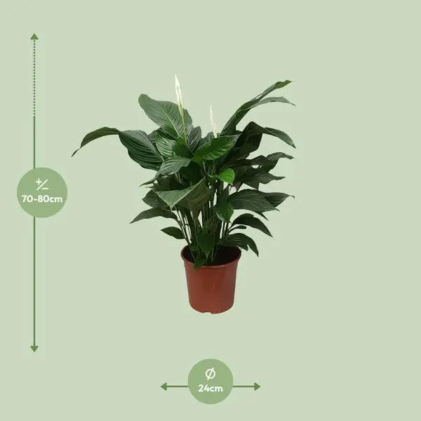 Spathiphyllum Sweet Silvana - Ø24cm - ↕80cm  BotanicBridge