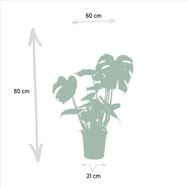 Strelitzia Nicolai - Ø19cm - ↕85cm + Monstera Deliciosa - Ø21cm - ↕75cm  BotanicBridge