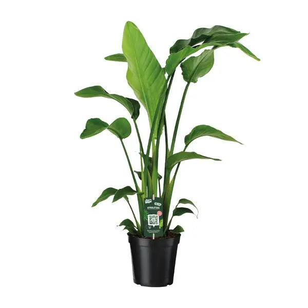 Strelitzia Nicolai - Ø19cm - ↕90cm  BotanicBridge