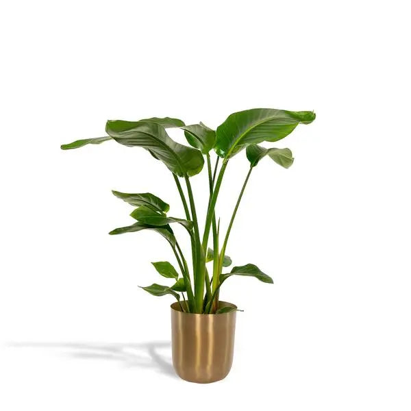 Strelitzia Nicolai - Ø19cm - ↕90cm + Pot Mayk Gold  BotanicBridge