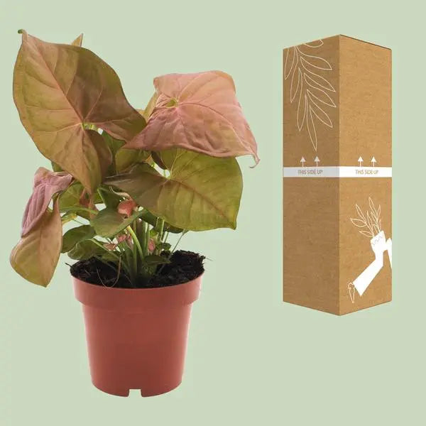 Syngonium Neon - Ø12cm - ↕25cm  BotanicBridge