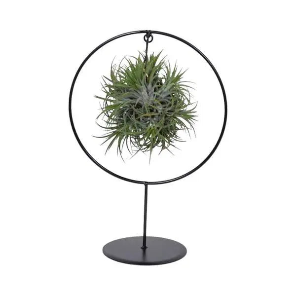 Tillandsia Ring Mix (Medium) - Ø17cm - ↕30cm  BotanicBridge