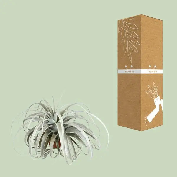 Tillandsia Xerographica - Ø45cm - ↕30cm  BotanicBridge