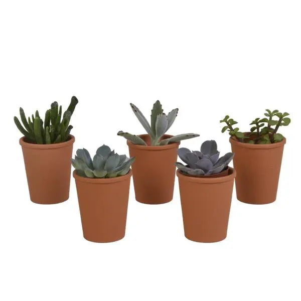 Vetplanten mix 5.5 cm - 5x - in terracotta pot  BotanicBridge