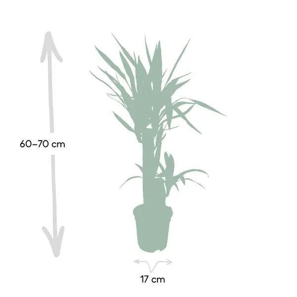 Yucca Elephantipes - Ø17cm - ↕85cm  BotanicBridge