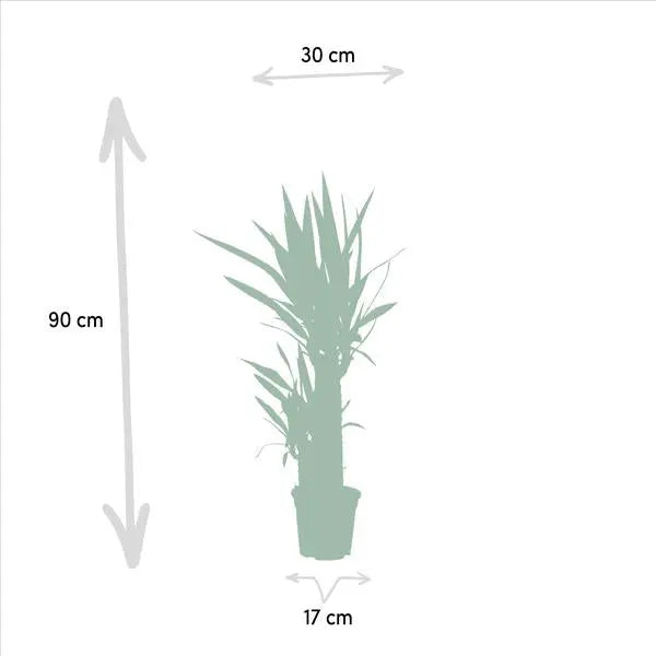 Yucca - Ø17cm - ↕90cm  BotanicBridge