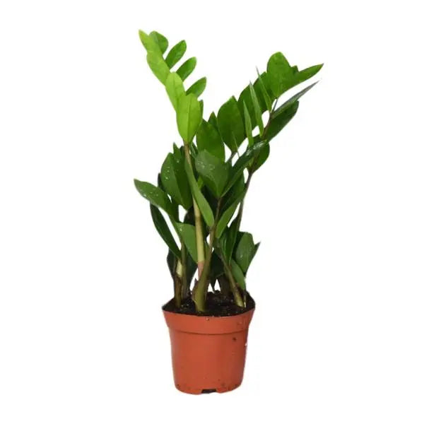 Zamioculcas Zamiifolia - Ø12cm - ↕40cm  BotanicBridge