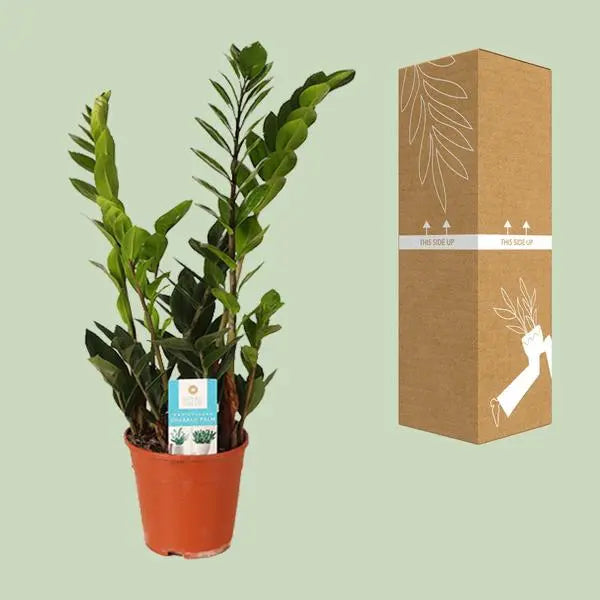 Zamioculcas Zamiifolia - Ø14cm - ↕45cm  BotanicBridge