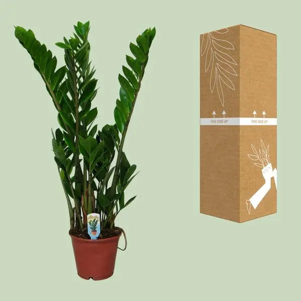 Zamioculcas Zamiifolia - Ø14cm - ↕50cm  BotanicBridge