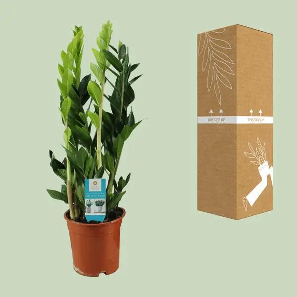 Zamioculcas Zamiifolia - Ø17cm - ↕65cm  BotanicBridge