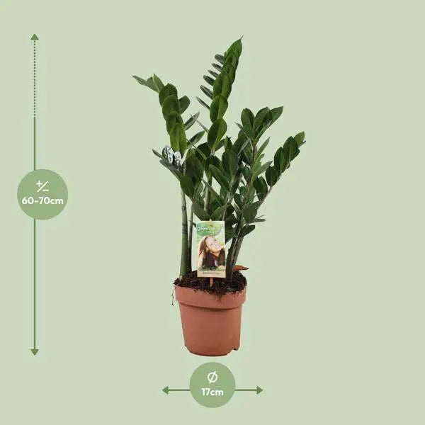 Zamioculcas Zamiifolia - Ø17cm - ↕70cm  BotanicBridge