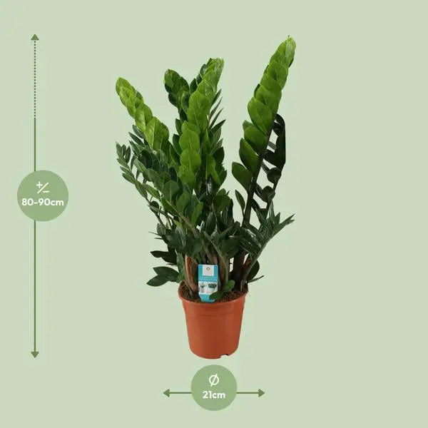 Zamioculcas Zamiifolia - Ø21cm - ↕80cm  BotanicBridge