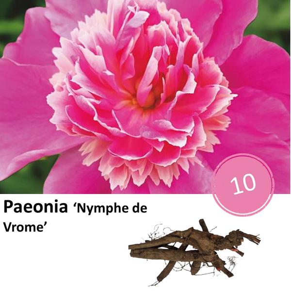 Paeonia 'Nymph de Vrome' - 10x  BotanicBridge