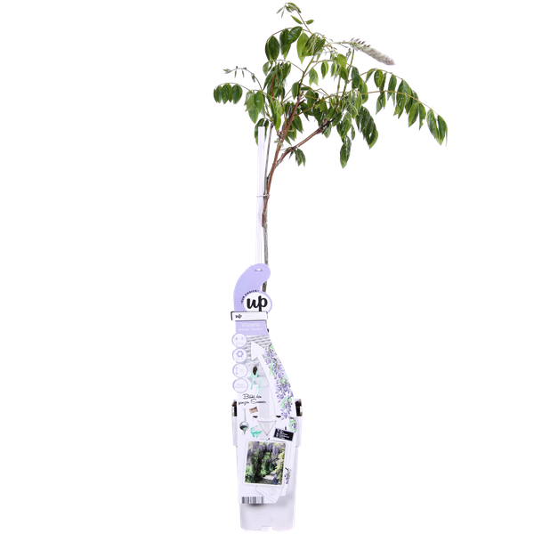 Wisteria sinensis Caroline - Paarse Regen - Ø15cm - ↕65cm  BotanicBridge