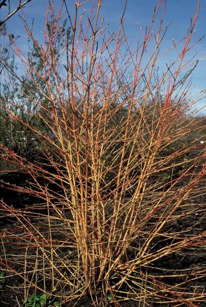 Cornus sang. 'Anny's Winter Orange' - ↕10-25cm - Ø9cm - 12x  BotanicBridge