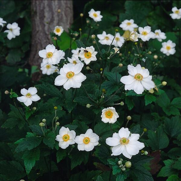 Anemone hyb. 'Honorine Jobert' - ↕10-25cm - Ø9cm - 6x  BotanicBridge