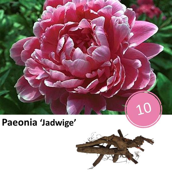 Paeonia 'Jadwige' - 10x  BotanicBridge