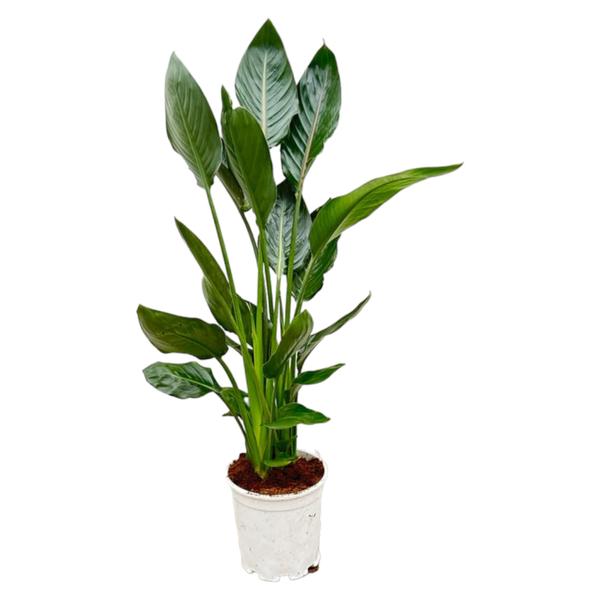 Strelitzia Reginae - 100 cm - Ø19  BotanicBridge