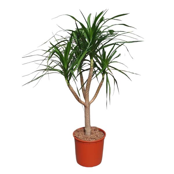 Dracaena Draco vertakt - 160 cm - ø34  BotanicBridge