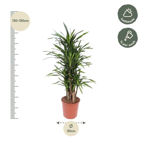 Dracaena Riki - 140 cm - ø30  BotanicBridge