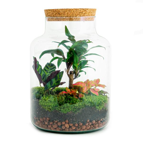 DIY terrarium - Milky Palm - ↕ 30 cm  BotanicBridge