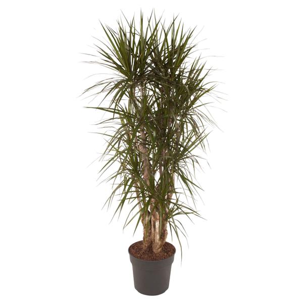 Dracaena Marginata vertakt - 160 cm - ø34  BotanicBridge