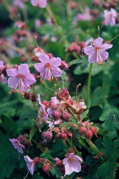 Geranium macrorrhizum - ↕10-25cm - Ø9cm - 12x  BotanicBridge