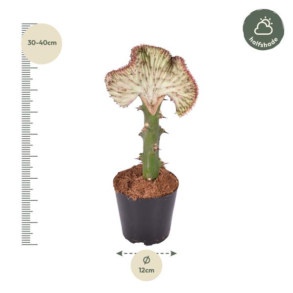 Euphorbia lactea Cristata rood - 35 cm - ø12  BotanicBridge