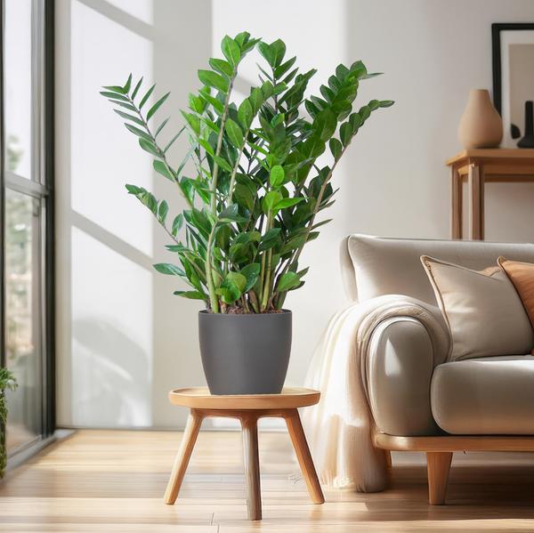 Zamioculcas Zamiifolia met Viber grijs - 80cm - Ø21  BotanicBridge